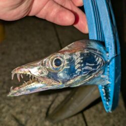 タチウオ・カワハギ狙いリベンジ